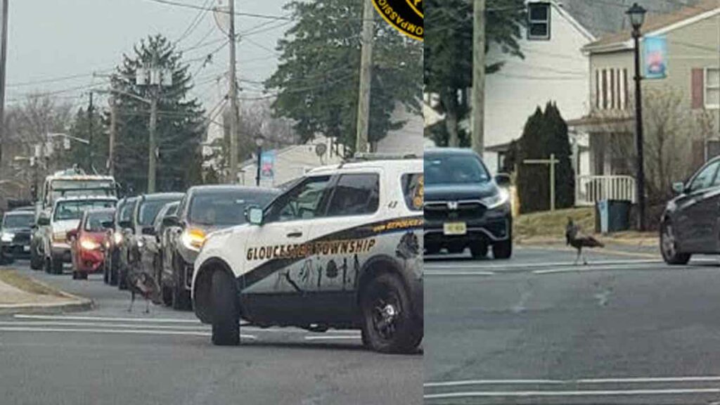 Turkey terrorizing South Jersey town for weeks has finally been captured
