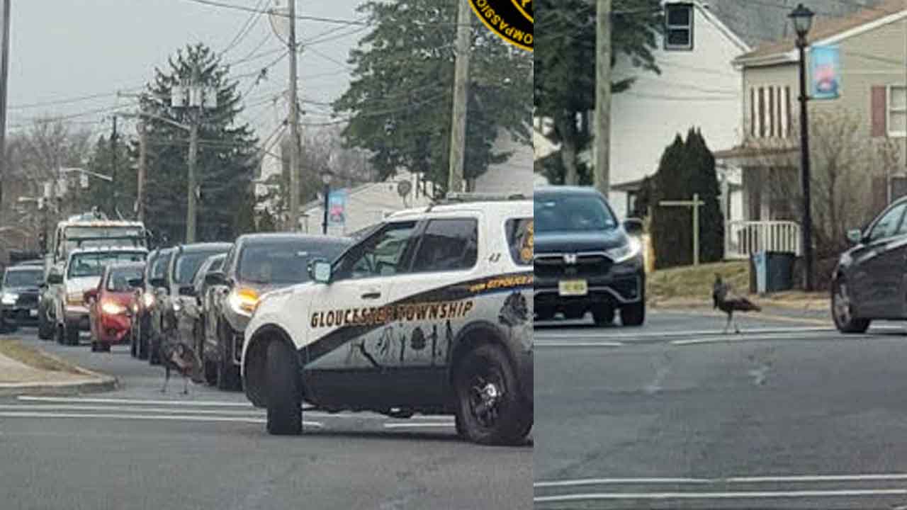 Turkey terrorizing South Jersey town for weeks has finally been captured