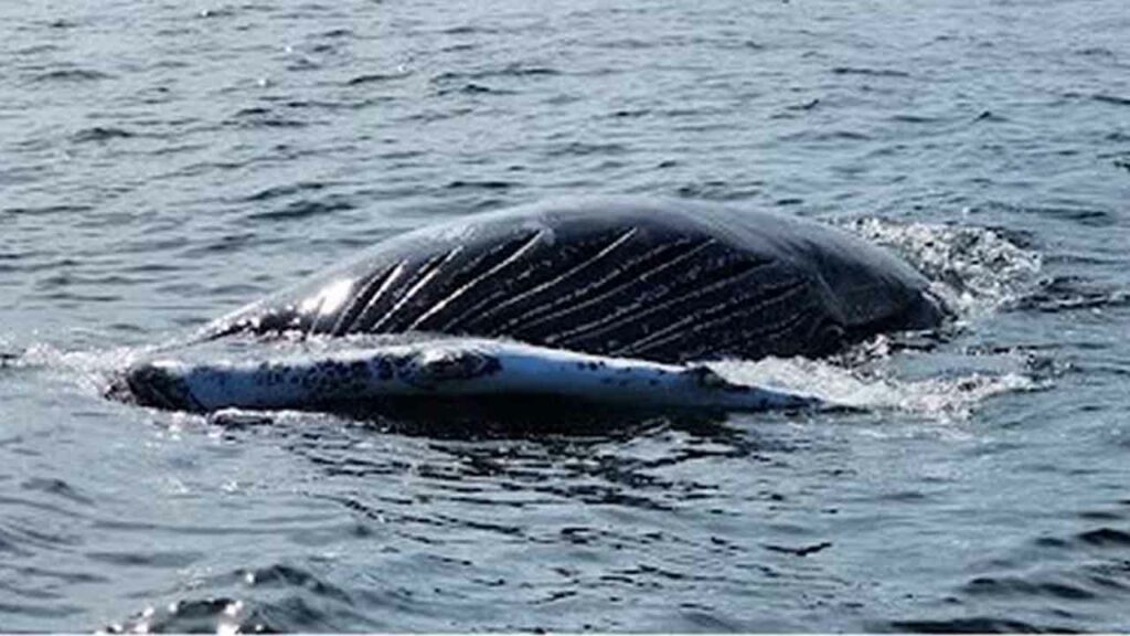 Deceased humpback whale spotted by Coast Guard near Sandy Hook Deceased humpback whale spotted by Coast Guard near Sandy Hook