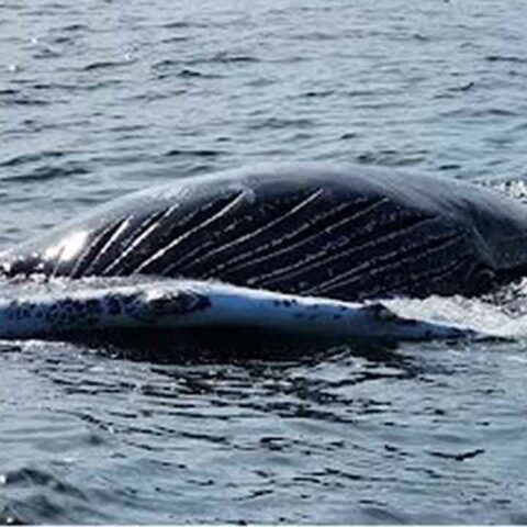 Nj dep says no evidence sonar mapping contributing to whale deaths - photo licensed by shore news network.