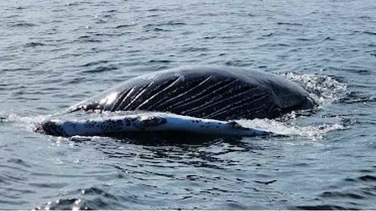 Nj dep says no evidence sonar mapping contributing to whale deaths - photo licensed by shore news network.