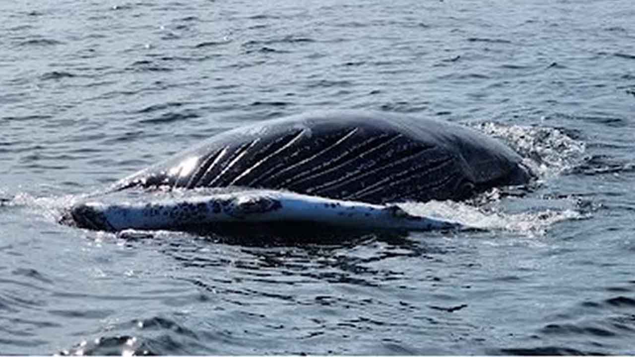 Latest New Jersey Whale Death Part of 8-Year-Trend, MMSC Hints