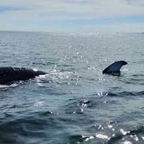 Deceased humpback whale spotted by coast guard near sandy hook - photo licensed by shore news network.