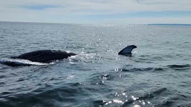 Deceased humpback whale spotted by coast guard near sandy hook - photo licensed by shore news network.