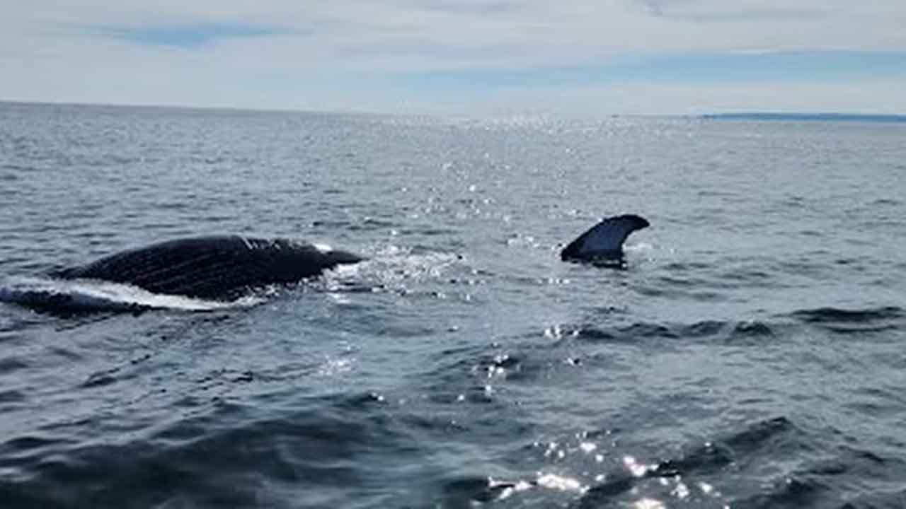 Deceased humpback whale spotted by Coast Guard near Sandy Hook