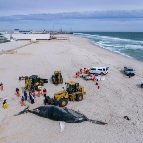 Seaside park whale buried at the beach, initial tests hint at possible cause of death - photo licensed by shore news network.