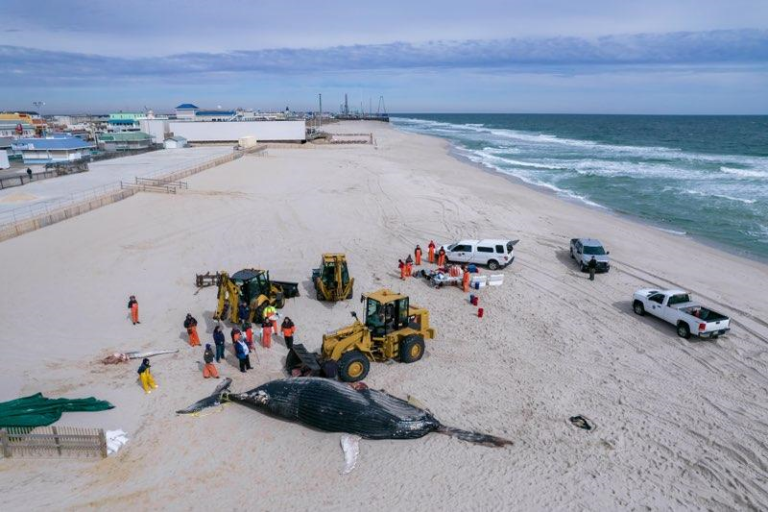 Seaside park whale buried at the beach, initial tests hint at possible cause of death - photo licensed by shore news network.