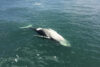 Phil murphy's whale fish tale doesn't add up to noaa historical beaching data Phil murphy's whale fish tale doesn't add up to noaa historical beaching data