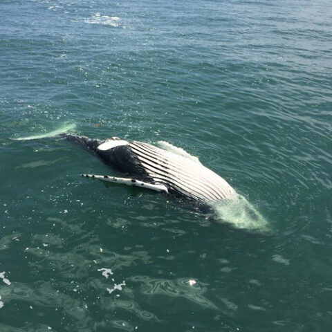 Phil murphy's whale fish tale doesn't add up to noaa historical beaching data - photo licensed by shore news network.