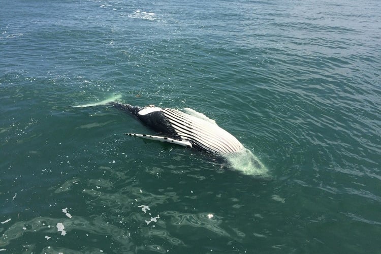 Phil Murphy's whale fish tale doesn't add up to NOAA historical beaching data
