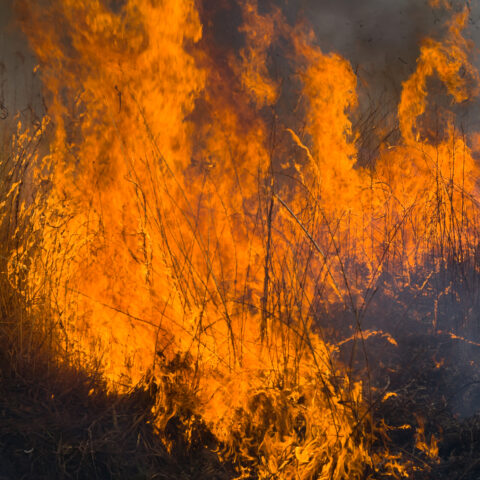Quick response helped contain brush fire in berkeley township - photo licensed by shore news network.