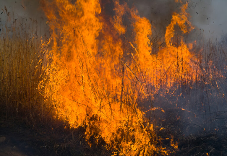 Quick response helped contain brush fire in berkeley township - photo licensed by shore news network.