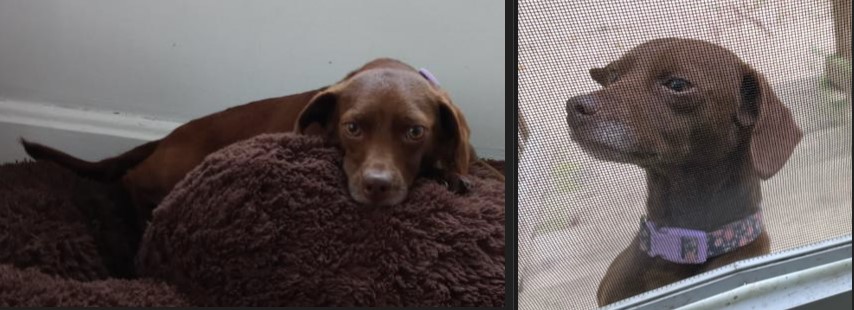 Prince George's County Police Release Door Cam Video of Dachshund Dog Snatching