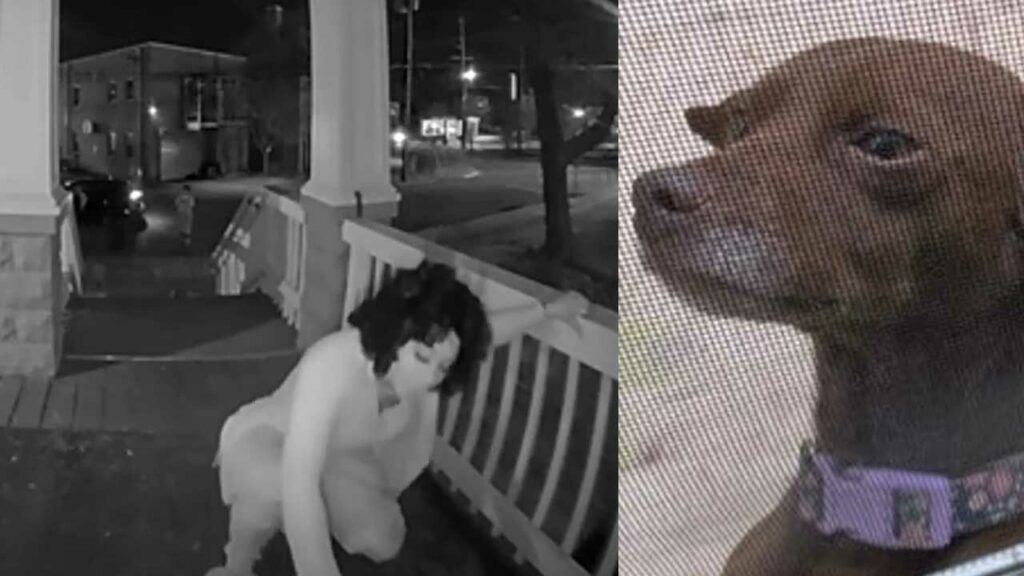 Video Shows Woman Stealing Pregnant Dog From Front Porch
