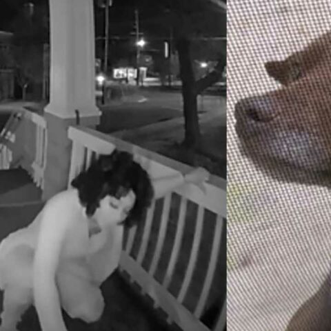 Video shows woman stealing pregnant dog from front porch - photo licensed by shore news network.