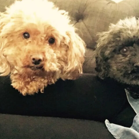 Man charged for killing asbury woman's dog - photo licensed by shore news network.