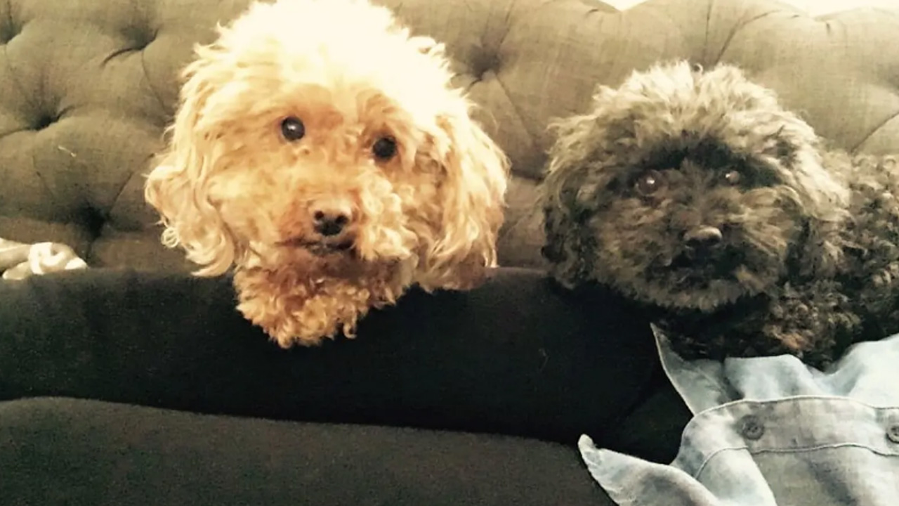 Man charged for killing Asbury Woman's dog