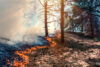 What's on fire in south jersey? Police notify public up prescribed burn at wildlife refuge What's on fire in south jersey? Police notify public up prescribed burn at wildlife refuge