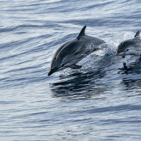 Officials respond to dolphin mass stranding event in sea isle city - photo licensed by shore news network.