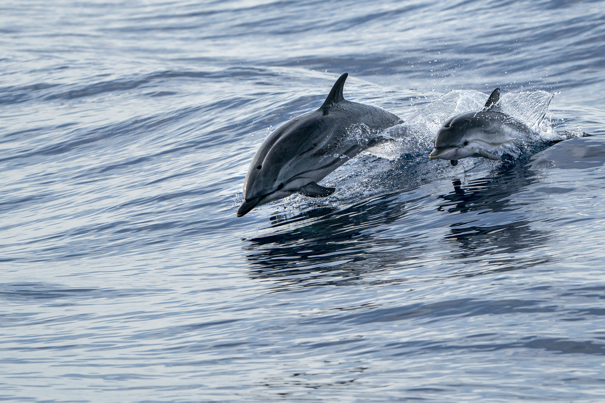 Officials respond to dolphin mass stranding event in Sea Isle City