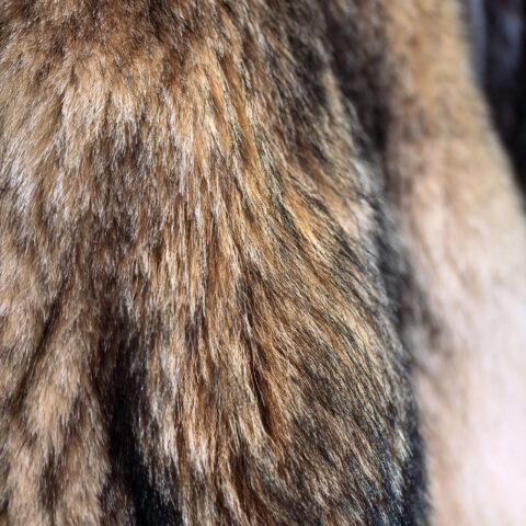 Havre de grace taxidermist cited for failing to maintain detailed records - photo licensed by shore news network.