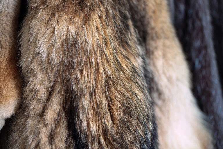 Havre de grace taxidermist cited for failing to maintain detailed records - photo licensed by shore news network.