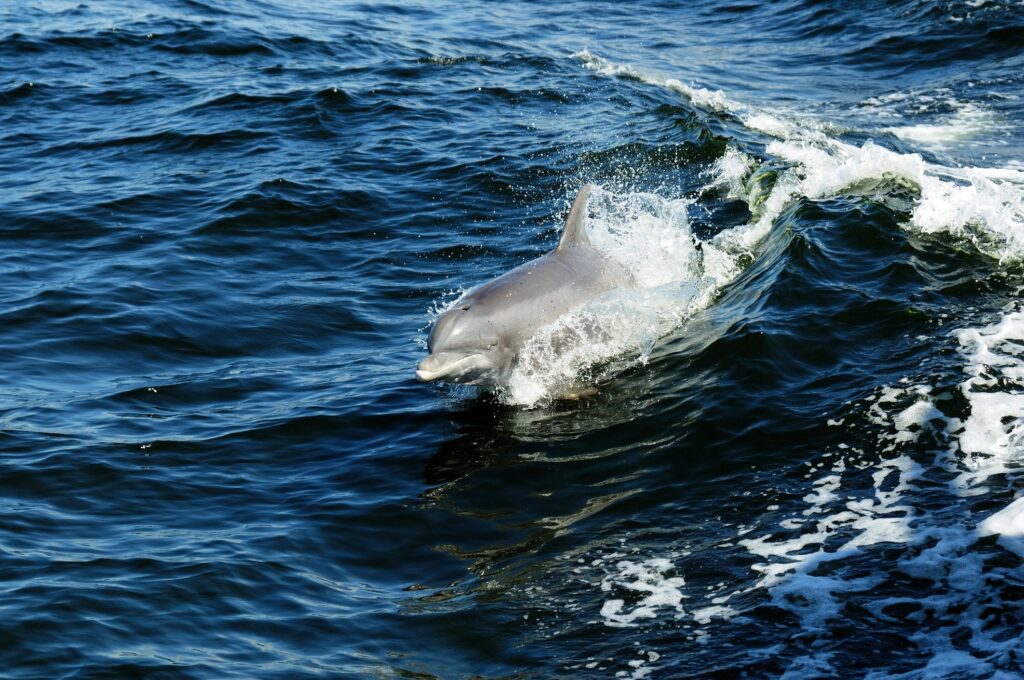 24th dolphin since December beached at the Jersey Shore