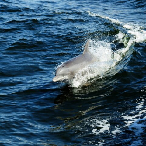 24th dolphin since december beached at the jersey shore - photo licensed by shore news network.