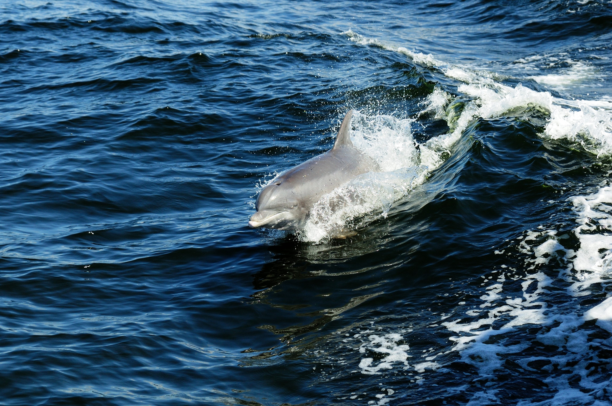 24th dolphin since December beached at the Jersey Shore