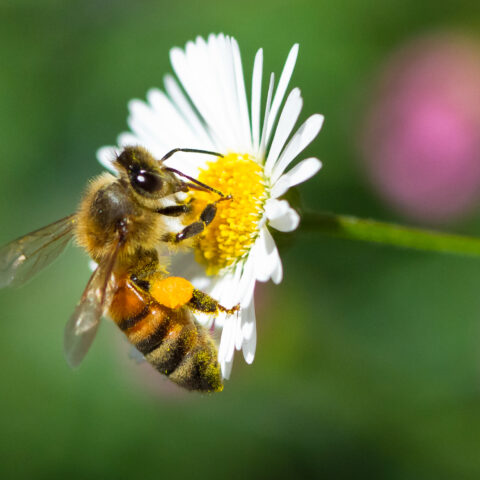 New jersey law will reimburse homeowners for keeping bee friendly yards - photo licensed by shore news network.