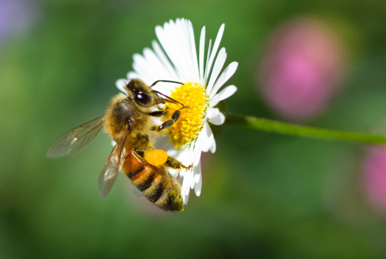 New jersey law will reimburse homeowners for keeping bee friendly yards - photo licensed by shore news network.