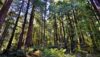 Police locate 4-year-old boy who got lost with dog in south jersey woods