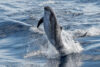 Eight dolphins died in one day off nj coast, adding to recent list of marine life tragedies
