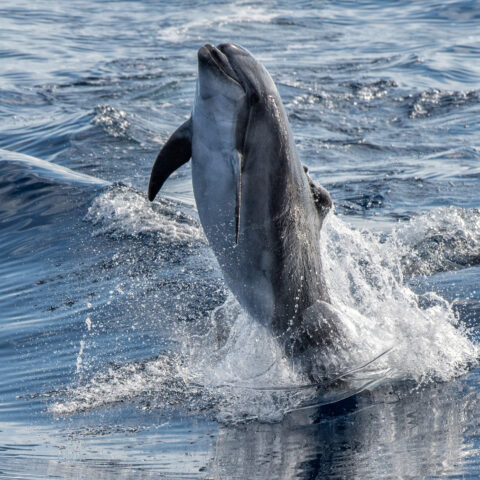 Eight dolphins died in one day off nj coast, adding to recent list of marine life tragedies - photo licensed by shore news network.