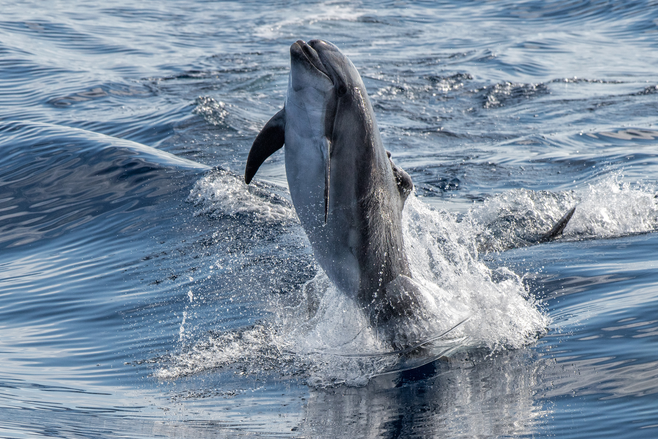 Eight Dolphins Died In One Day Off NJ Coast, Adding To Recent List Of Marine Life Tragedies