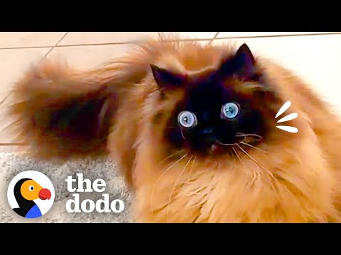 The Struggles Of Adulting | The Dodo