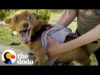 Rescued three-legged dog completely changes colors once he feels safe | the dodo