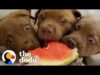 The 8 rules to fostering a litter of tiny puppies | the dodo