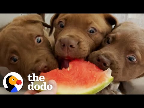 The 8 Rules To Fostering A Litter Of Tiny Puppies | The Dodo