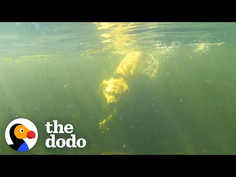Dog Obsessed With Water Goes to Waterpark | The Dodo