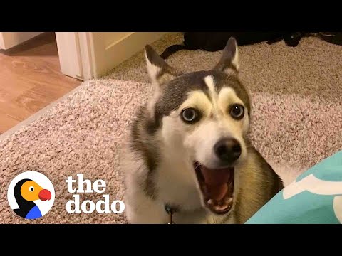 Husky Has A Very Specific Way To Get Her Parent’s Attention | The Dodo