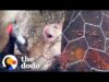 Woman spots a trapped rat as a hurricane moves in | the dodo