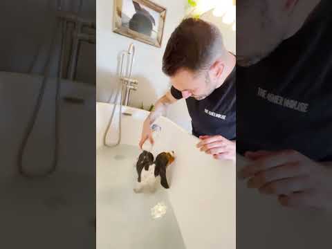 Tiny Basset Hounds Meets Her New Pack | The Dodo