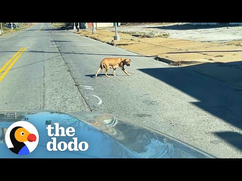 People Spend Days Trying To Save Mom And Her 8 Pups | The Dodo