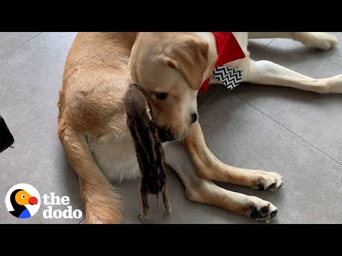 A Year In The Life Of A Wild Boar Raised By A Yellow Lab | The Dodo