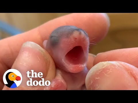 Guess What These Tiny Pink Blobs Grow Up To Be | The Dodo