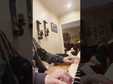 Dog Harasses His Mom To Play Piano | The Dodo