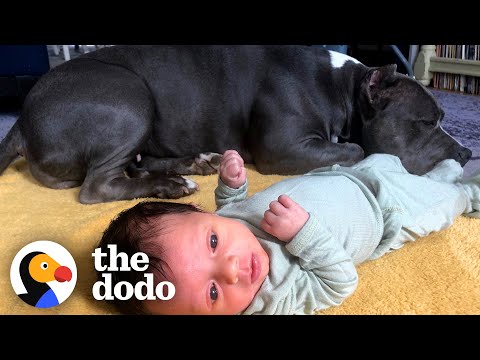 Rescue Pittie Never Leaves Her Little Brother's Side | The Dodo