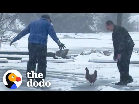 Weatherman Rescues A Chicken Caught In A Blizzard | The Dodo
