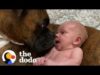 Baby takes his first steps straight to his dog | the dodo